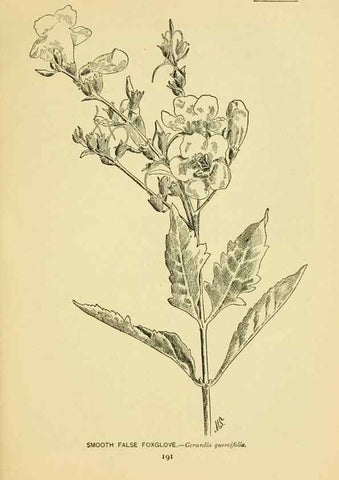 Reproducción/Reproduction 7248349784: How to know the wild flowers :. New York :Scribner's,1893.