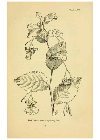 Reproducción/Reproduction 7248346300: How to know the wild flowers :. New York :Scribner's,1893.