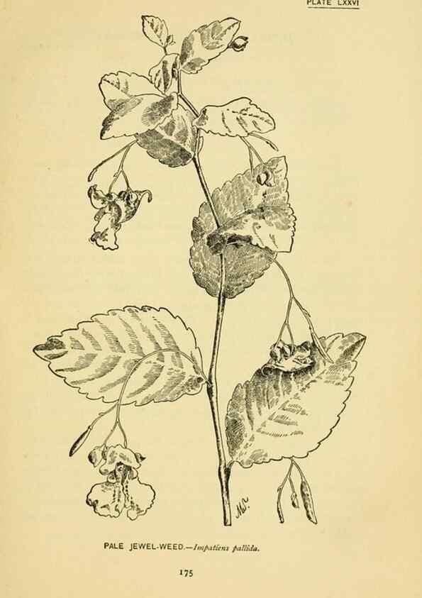 Reproducción/Reproduction 7248346300: How to know the wild flowers :. New York :Scribner's,1893.