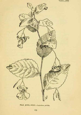 Reproducción/Reproduction 7248346300: How to know the wild flowers :. New York :Scribner's,1893.