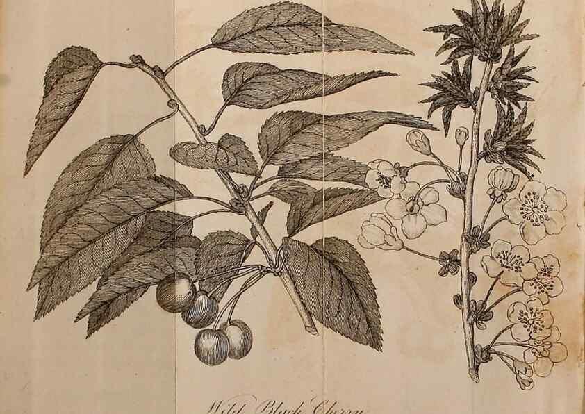 Reproducción/Reproduction 7255578008: The woodland companion;. London,Baldwin, Cradock and Joy [etc.]1815.
