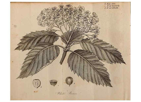 Reproducción/Reproduction 7255579144: The woodland companion;. London,Baldwin, Cradock and Joy [etc.]1815.