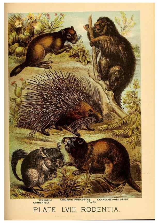 Reproducción/Reproduction 7268697684: Johnson's household book of nature,. New York,H.J.Johnson,[1880]