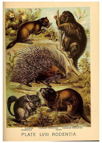 Reproducción/Reproduction 7268697684: Johnson's household book of nature,. New York,H.J.Johnson,[1880]