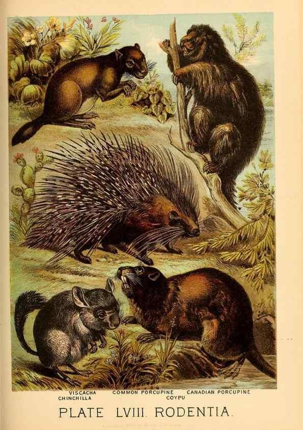 Reproducción/Reproduction 7268697684: Johnson's household book of nature,. New York,H.J.Johnson,[1880]