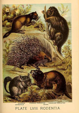 Reproducción/Reproduction 7268697684: Johnson's household book of nature,. New York,H.J.Johnson,[1880]
