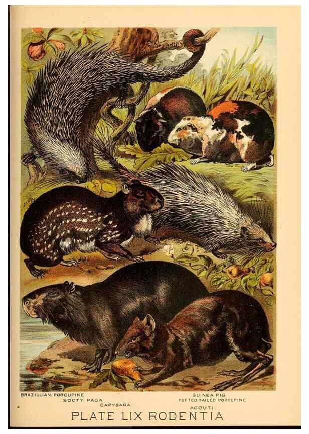 Reproducción/Reproduction 7268700194: Johnson's household book of nature,. New York,H.J.Johnson,[1880]