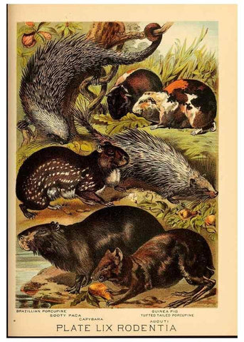 Reproducción/Reproduction 7268700194: Johnson's household book of nature,. New York,H.J.Johnson,[1880]