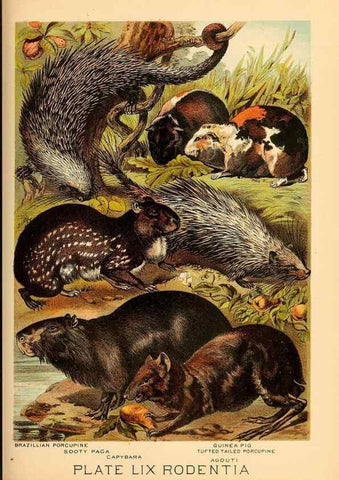Reproducción/Reproduction 7268700194: Johnson's household book of nature,. New York,H.J.Johnson,[1880]