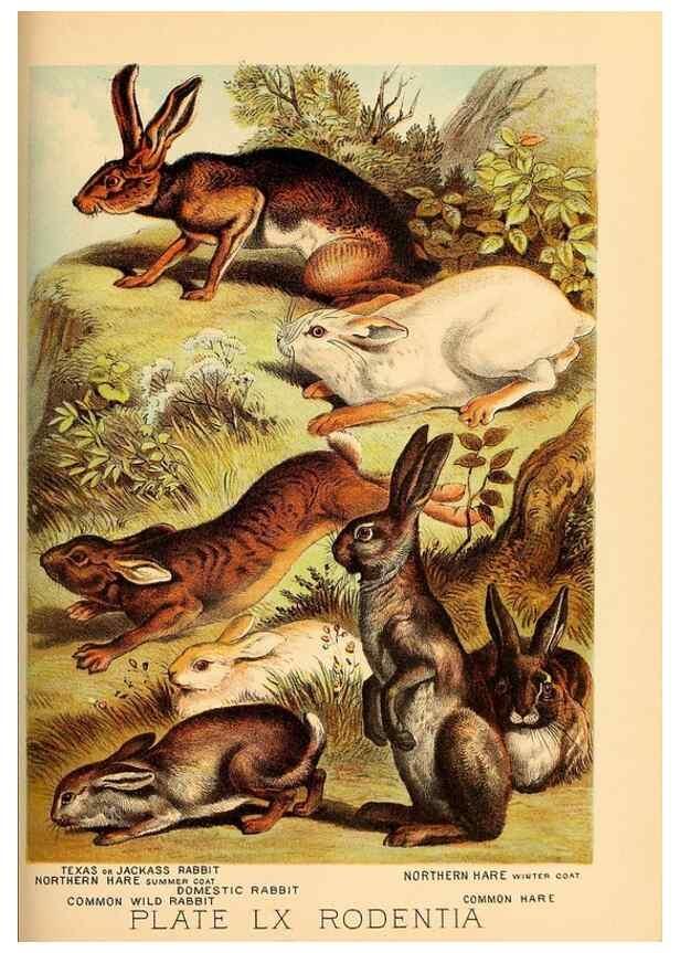 Reproducción/Reproduction 7268702500: Johnson's household book of nature,. New York,H.J.Johnson,[1880]
