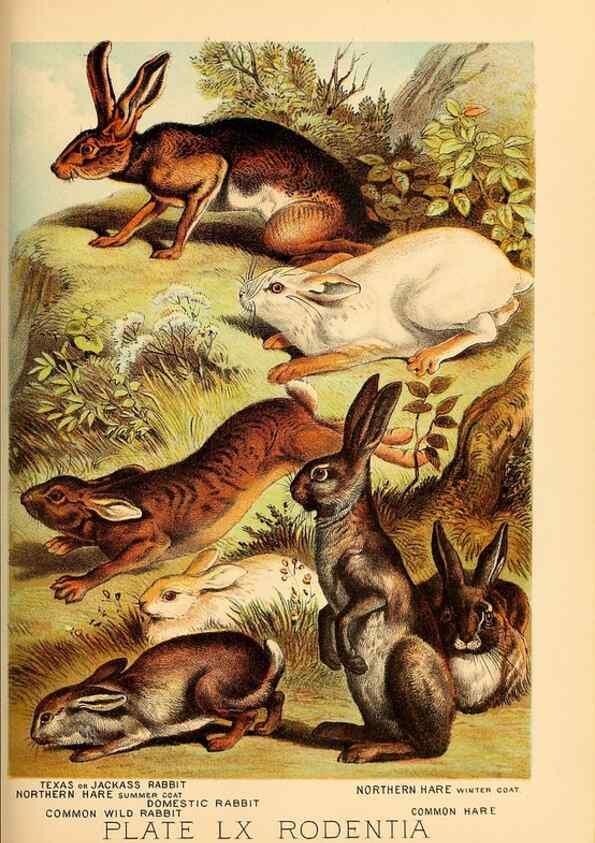 Reproducción/Reproduction 7268702500: Johnson's household book of nature,. New York,H.J.Johnson,[1880]