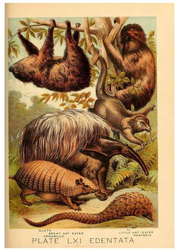 Reproducción/Reproduction 7268704776: Johnson's household book of nature,. New York,H.J.Johnson,[1880]