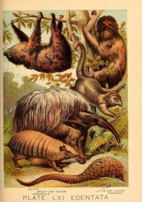 Reproducción/Reproduction 7268704776: Johnson's household book of nature,. New York,H.J.Johnson,[1880]