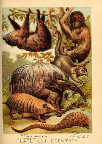 Reproducción/Reproduction 7268704776: Johnson's household book of nature,. New York,H.J.Johnson,[1880]