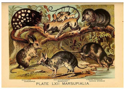 Reproducción/Reproduction 7268707064: Johnson's household book of nature,. New York,H.J.Johnson,[1880]