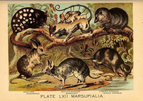 Reproducción/Reproduction 7268707064: Johnson's household book of nature,. New York,H.J.Johnson,[1880]