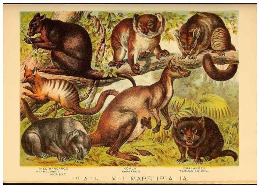 Reproducción/Reproduction 7268708408: Johnson's household book of nature,. New York,H.J.Johnson,[1880]