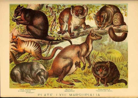 Reproducción/Reproduction 7268708408: Johnson's household book of nature,. New York,H.J.Johnson,[1880]