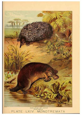 Reproducción/Reproduction 7268710608: Johnson's household book of nature,. New York,H.J.Johnson,[1880]