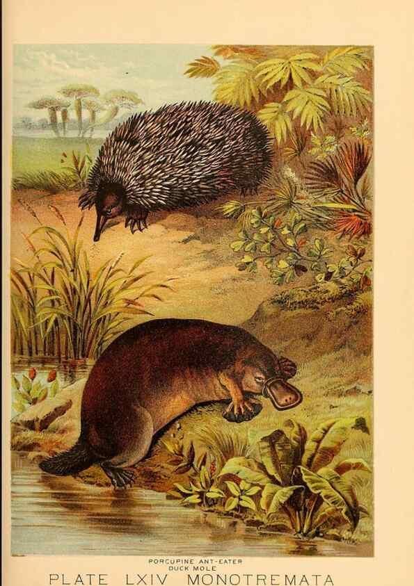 Reproducción/Reproduction 7268710608: Johnson's household book of nature,. New York,H.J.Johnson,[1880]
