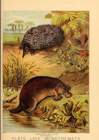 Reproducción/Reproduction 7268710608: Johnson's household book of nature,. New York,H.J.Johnson,[1880]