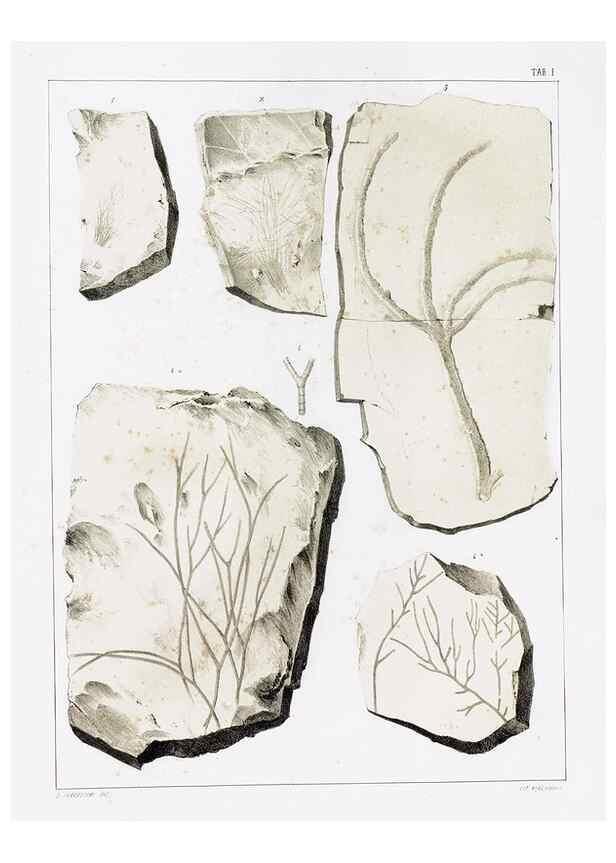 Reproducción/Reproduction 7294190872: Flora fossilis formationis oolithicae =. Padova :Tip. del Seminario,1856/1868-1873/1885.