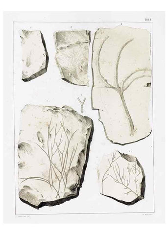 Reproducción/Reproduction 7294190872: Flora fossilis formationis oolithicae =. Padova :Tip. del Seminario,1856/1868-1873/1885.