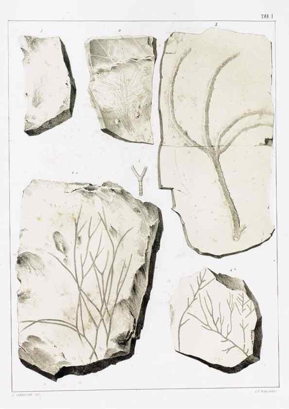 Reproducción/Reproduction 7294190872: Flora fossilis formationis oolithicae =. Padova :Tip. del Seminario,1856/1868-1873/1885.