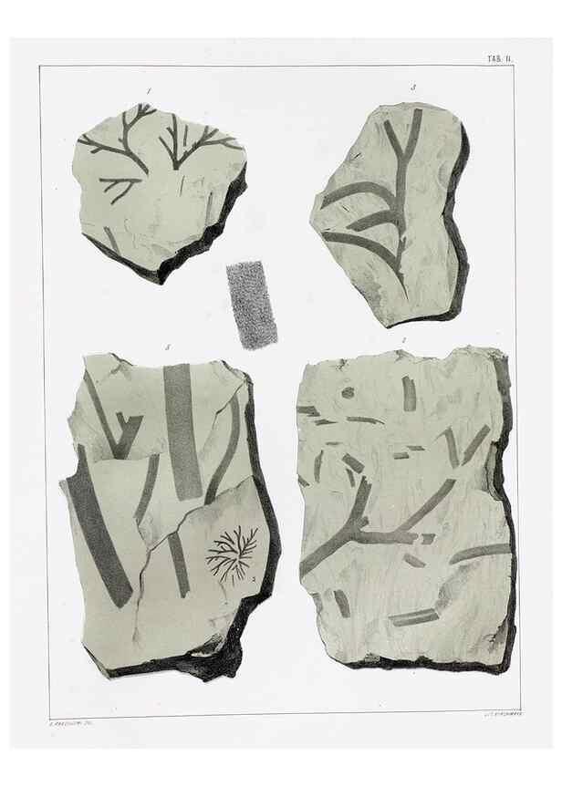 Reproducción/Reproduction 7294192012: Flora fossilis formationis oolithicae =. Padova :Tip. del Seminario,1856/1868-1873/1885.