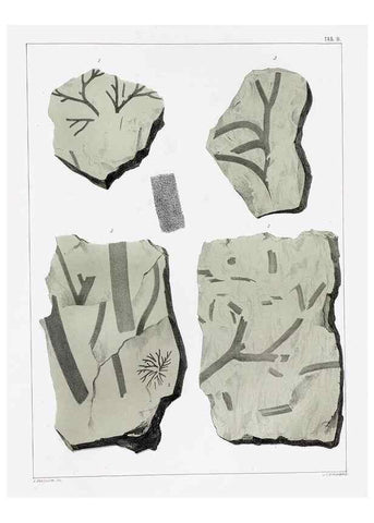 Reproducción/Reproduction 7294192012: Flora fossilis formationis oolithicae =. Padova :Tip. del Seminario,1856/1868-1873/1885.