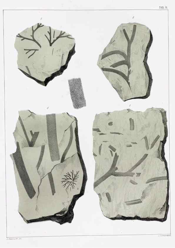 Reproducción/Reproduction 7294192012: Flora fossilis formationis oolithicae =. Padova :Tip. del Seminario,1856/1868-1873/1885.