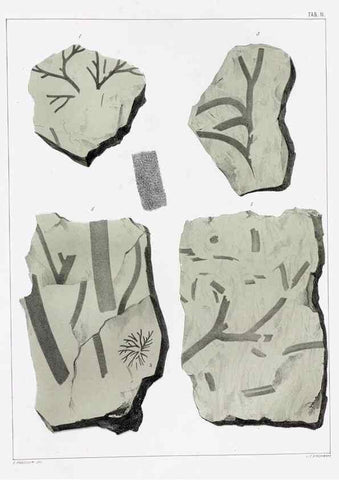 Reproducción/Reproduction 7294192012: Flora fossilis formationis oolithicae =. Padova :Tip. del Seminario,1856/1868-1873/1885.