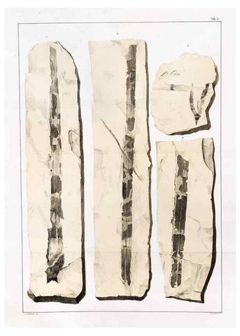 Reproducción/Reproduction 7294195036: Flora fossilis formationis oolithicae =. Padova :Tip. del Seminario,1856/1868-1873/1885.