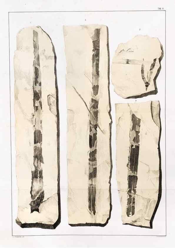 Reproducción/Reproduction 7294195036: Flora fossilis formationis oolithicae =. Padova :Tip. del Seminario,1856/1868-1873/1885.