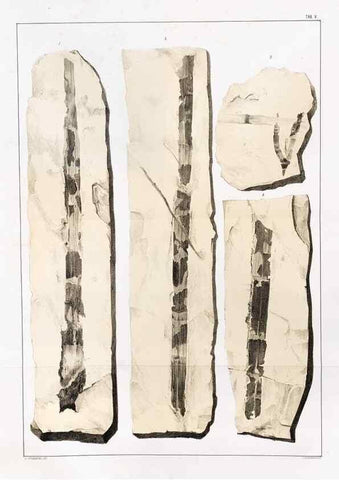 Reproducción/Reproduction 7294195036: Flora fossilis formationis oolithicae =. Padova :Tip. del Seminario,1856/1868-1873/1885.
