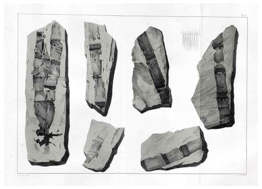 Reproducción/Reproduction 7294195746: Flora fossilis formationis oolithicae =. Padova :Tip. del Seminario,1856/1868-1873/1885.