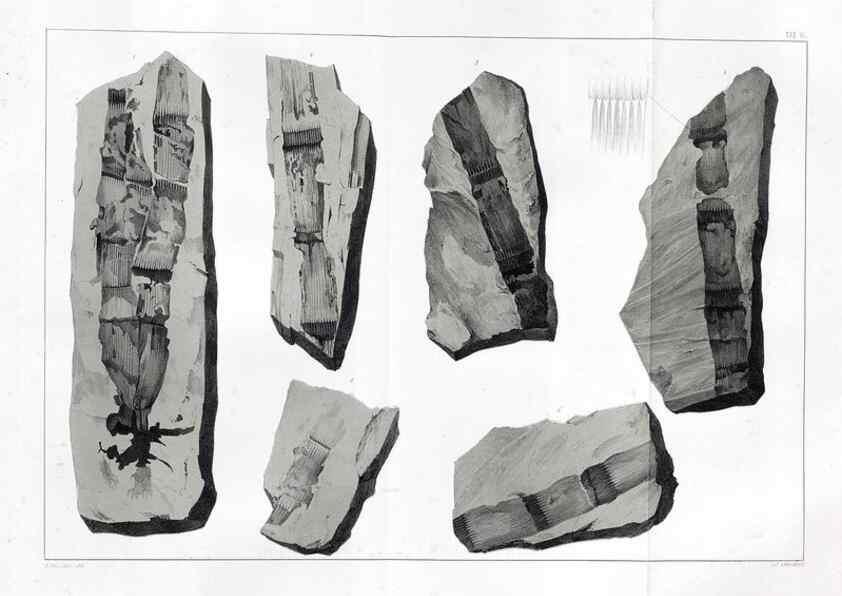 Reproducción/Reproduction 7294195746: Flora fossilis formationis oolithicae =. Padova :Tip. del Seminario,1856/1868-1873/1885.