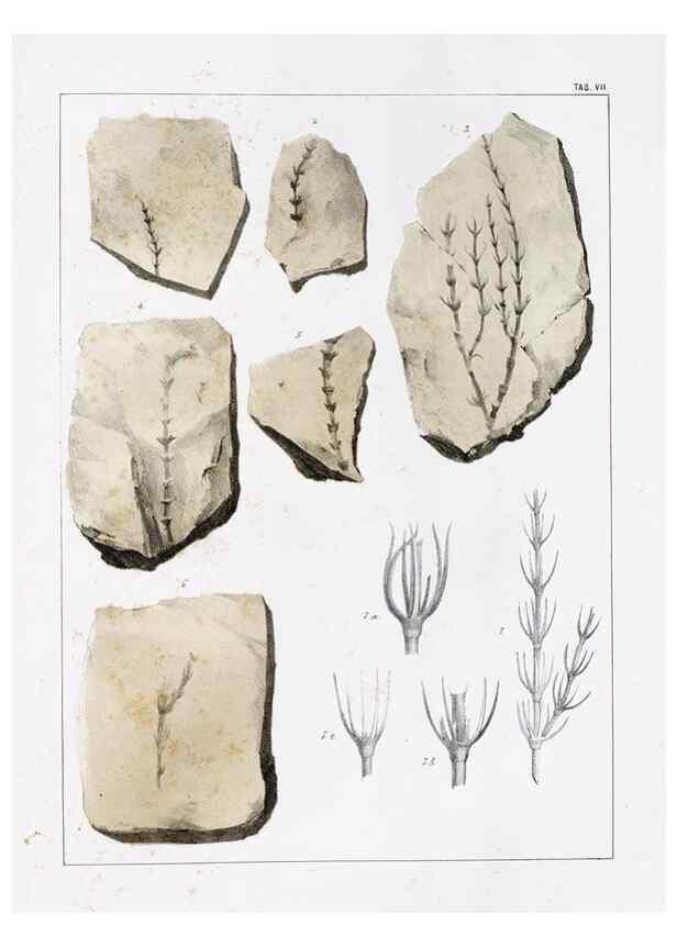 Reproducción/Reproduction 7294196518: Flora fossilis formationis oolithicae =. Padova :Tip. del Seminario,1856/1868-1873/1885.