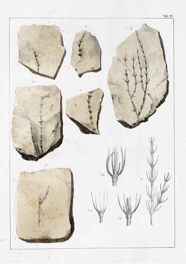 Reproducción/Reproduction 7294196518: Flora fossilis formationis oolithicae =. Padova :Tip. del Seminario,1856/1868-1873/1885.