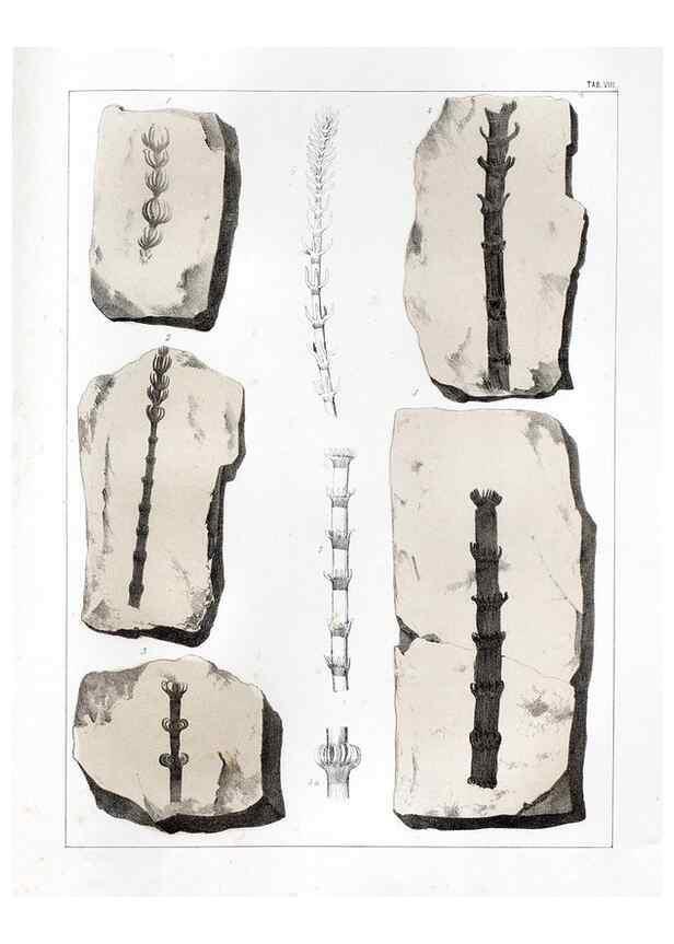 Reproducción/Reproduction 7294197720: Flora fossilis formationis oolithicae =. Padova :Tip. del Seminario,1856/1868-1873/1885.