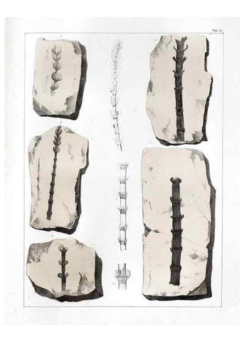 Reproducción/Reproduction 7294197720: Flora fossilis formationis oolithicae =. Padova :Tip. del Seminario,1856/1868-1873/1885.