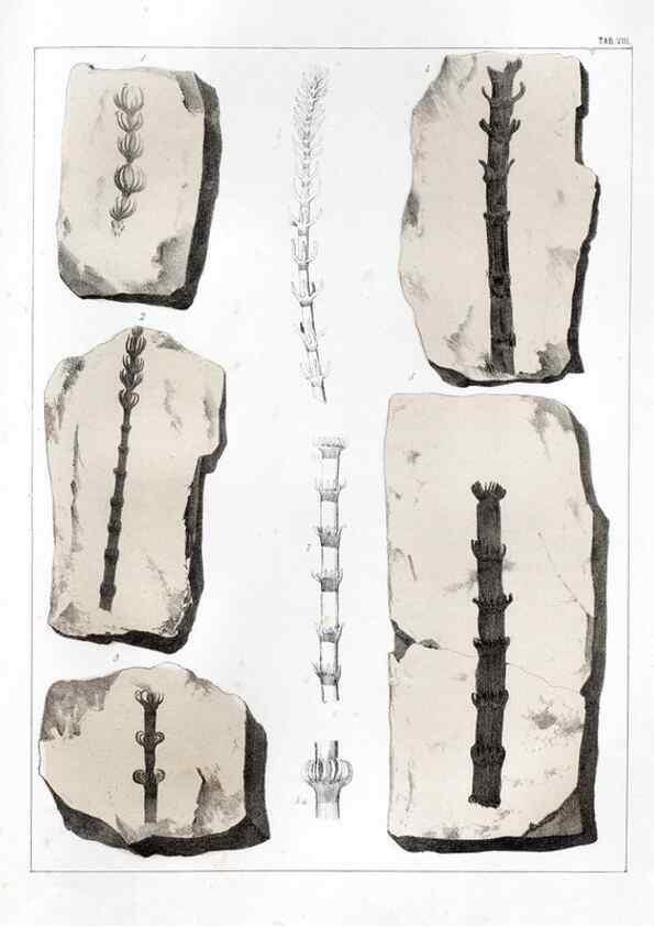 Reproducción/Reproduction 7294197720: Flora fossilis formationis oolithicae =. Padova :Tip. del Seminario,1856/1868-1873/1885.