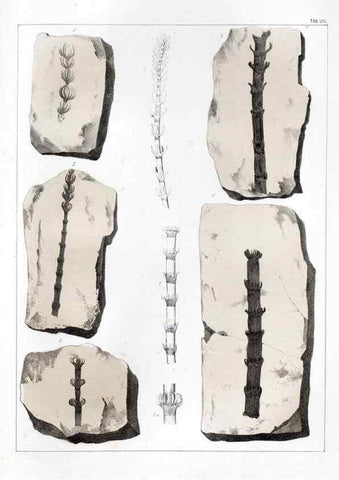 Reproducción/Reproduction 7294197720: Flora fossilis formationis oolithicae =. Padova :Tip. del Seminario,1856/1868-1873/1885.