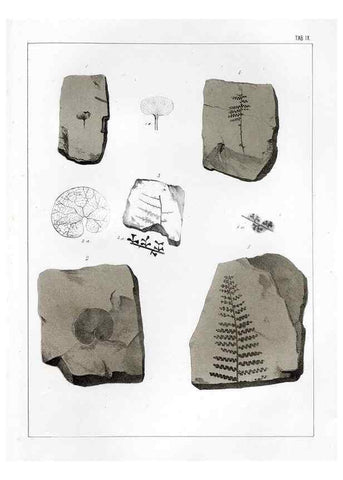 Reproducción/Reproduction 7294198598: Flora fossilis formationis oolithicae =. Padova :Tip. del Seminario,1856/1868-1873/1885.