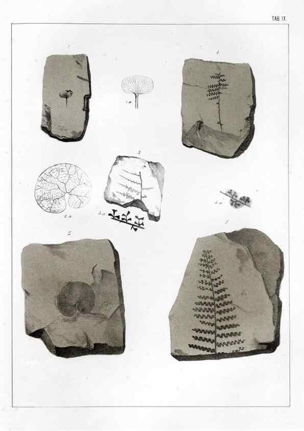 Reproducción/Reproduction 7294198598: Flora fossilis formationis oolithicae =. Padova :Tip. del Seminario,1856/1868-1873/1885.