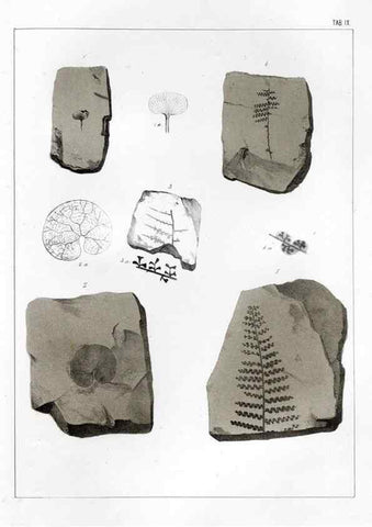 Reproducción/Reproduction 7294198598: Flora fossilis formationis oolithicae =. Padova :Tip. del Seminario,1856/1868-1873/1885.
