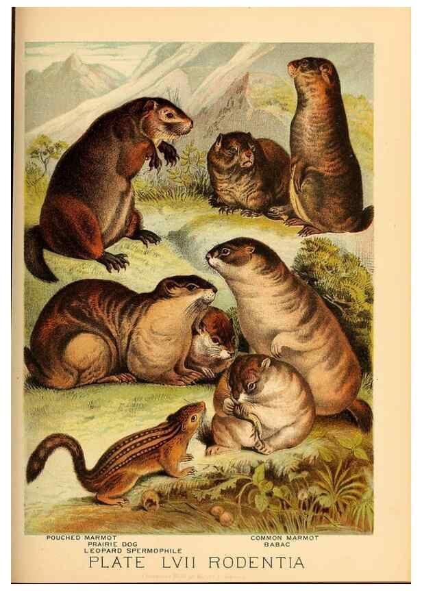 Reproducción/Reproduction 7268694930: Johnson's household book of nature,. New York,H.J.Johnson,[1880]