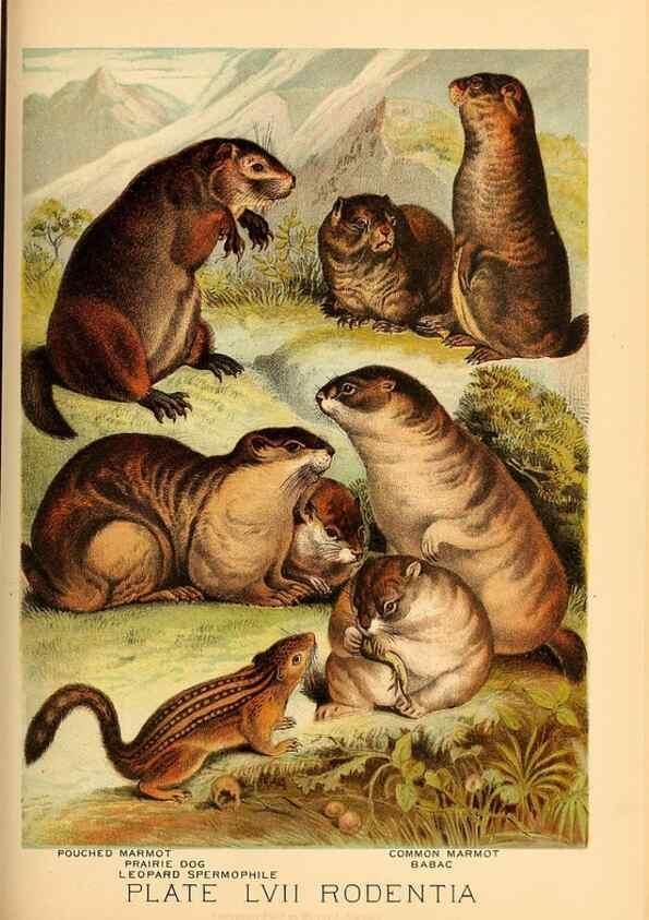 Reproducción/Reproduction 7268694930: Johnson's household book of nature,. New York,H.J.Johnson,[1880]
