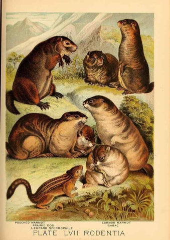 Reproducción/Reproduction 7268694930: Johnson's household book of nature,. New York,H.J.Johnson,[1880]