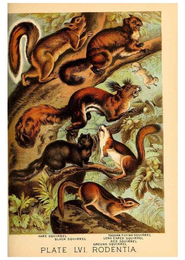 Reproducción/Reproduction 7268692652: Johnson's household book of nature,. New York,H.J.Johnson,[1880]